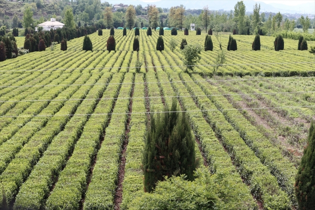 Çaykur, Pakistan'da çay fabrikası açtı